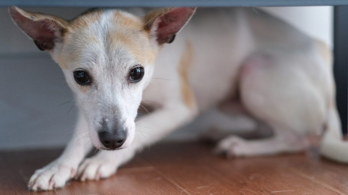 Οι 4 τρόποι με τους οποίους αντιδρούν οι σκύλοι στον φόβο
