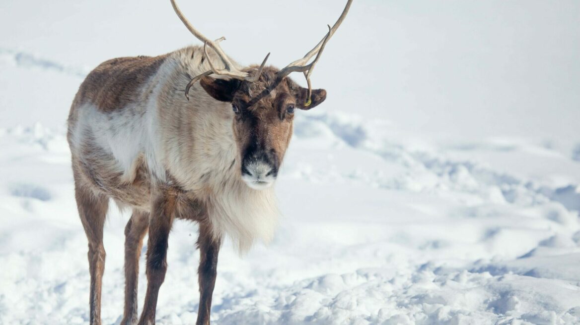 Τα πιο παράξενα πράγματα που δεν έχετε ακούσει για τους ταράνδους