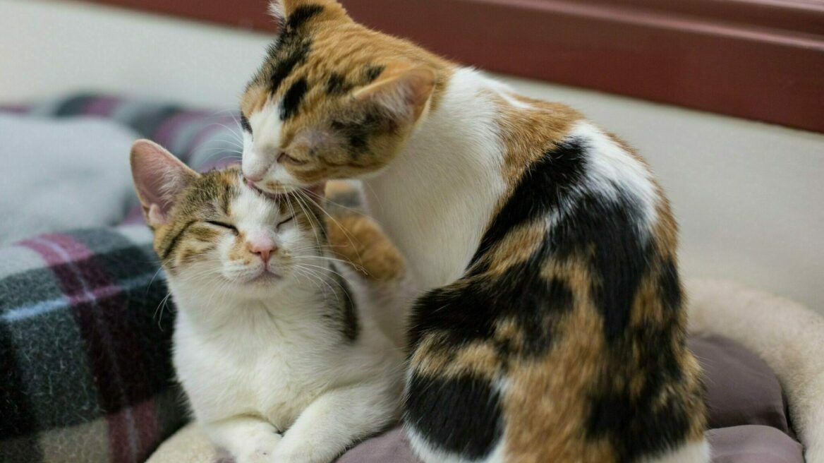 Οι 3 λόγοι που οι γάτες ξεκινούν να περιποιούνται η μία την άλλη και στη συνέχεια τσακώνονται