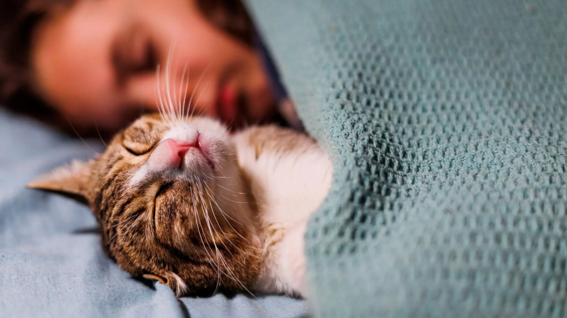 Οι λόγοι για τους οποίους η γάτα σας κοιμάται μαζί σας
