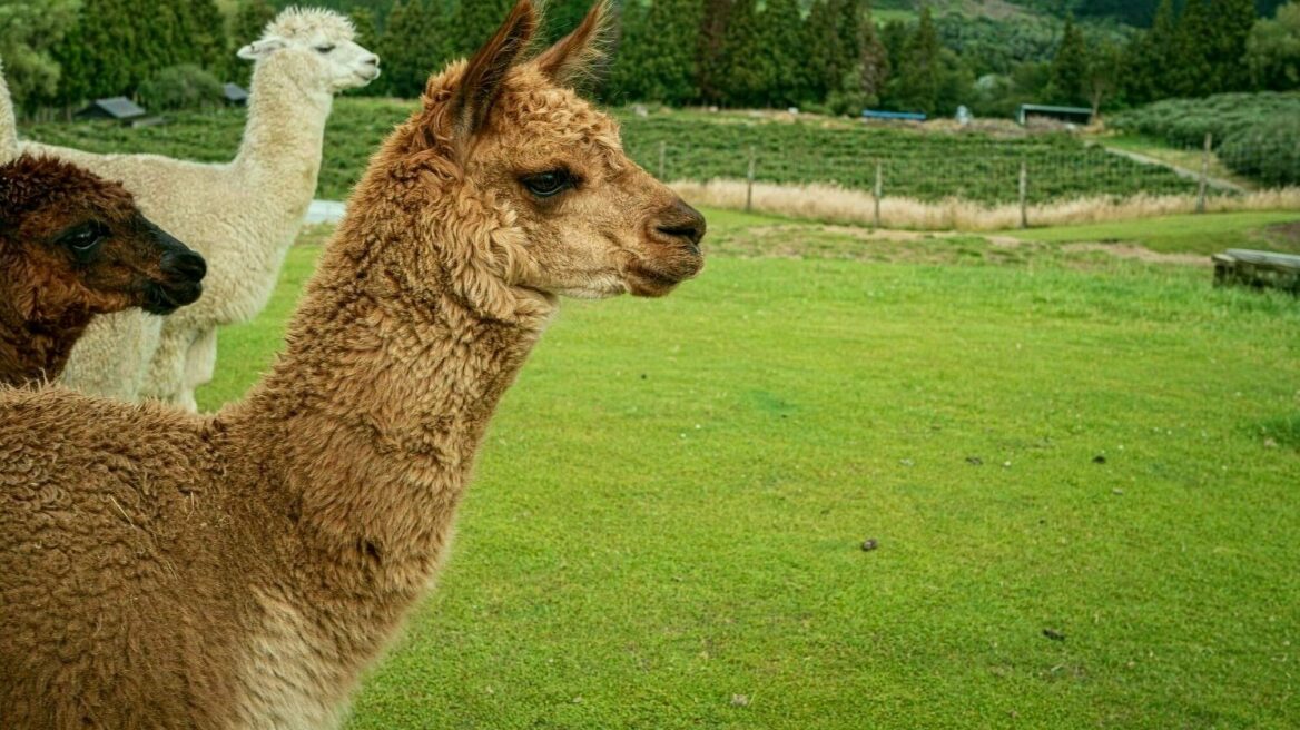 Λάμα ή αλπάκα; Αυτές είναι οι βασικές διαφορές των χαριτωμένων θηλαστικών
