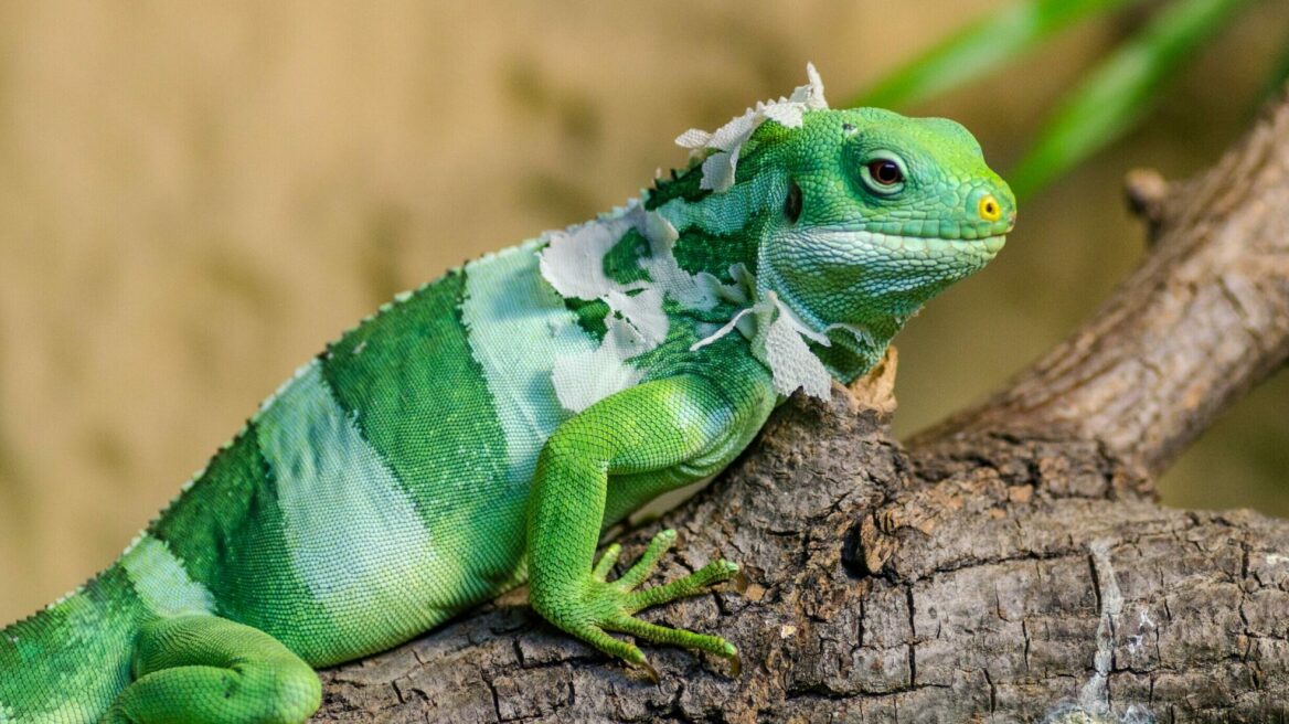 Τι πρέπει να γνωρίζετε πριν υιοθετήσετε εξωτικά ζώα για κατοικίδια