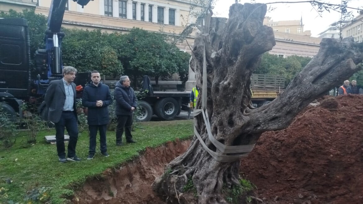 O Χάρης Δούκας φύτεψε ελιά 700 ετών στον περίβολο της Παλαιάς Βουλής - Δείτε φωτογραφίες