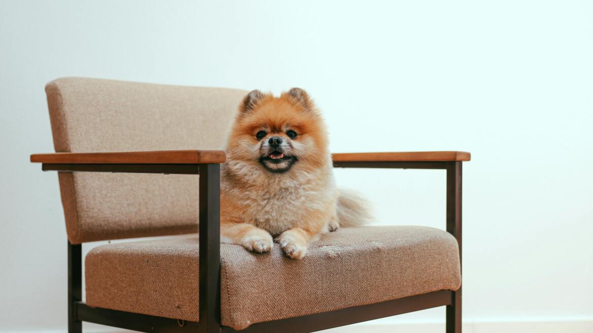 Η γλώσσα του σώματος των σκύλων: Οι ασυνήθιστες ενδείξεις άγχους & ευτυχίας που παραβλέπετε