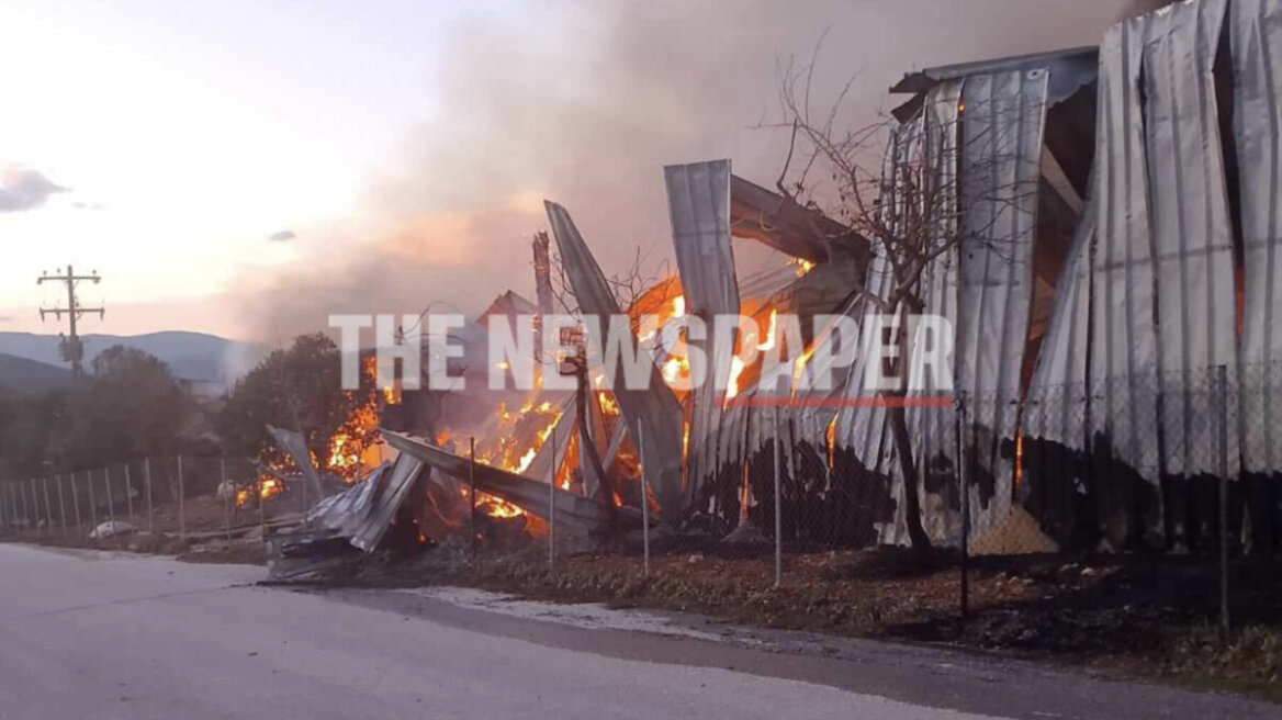 Φωτιά σε κτηνοτροφική μονάδα στον Αλμυρό - Απομακρύνθηκαν έγκαιρα τα ζώα, δείτε βίντεο και φωτογραφίες