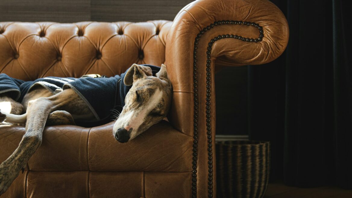 Οι 4 μεγαλόσωμες φυλές σκύλων που είναι ιδανικές για διαμέρισμα