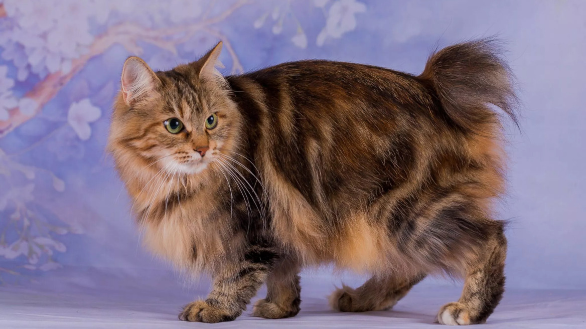 Ιαπωνική Bobtail: Άγνωστα πράγματα για τη μοναδική αυτή γάτα που λένε ότι φέρνει τύχη