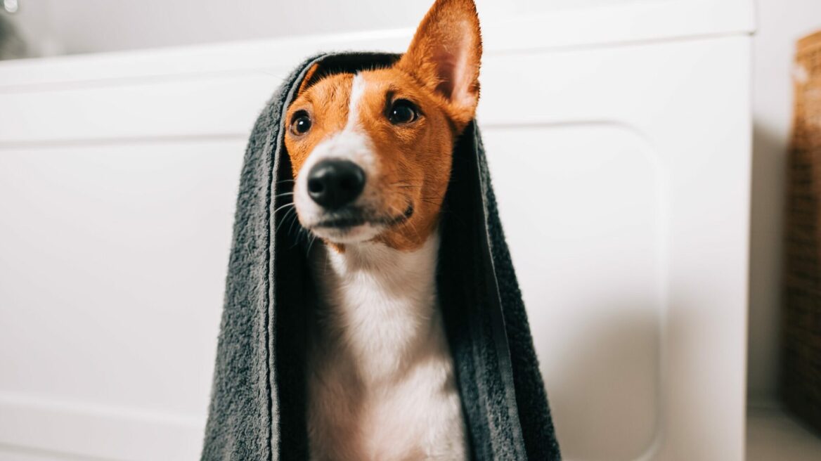 12 από τα πιο αστεία βίντεο της περασμένης χρονιάς με γάτες και σκύλους