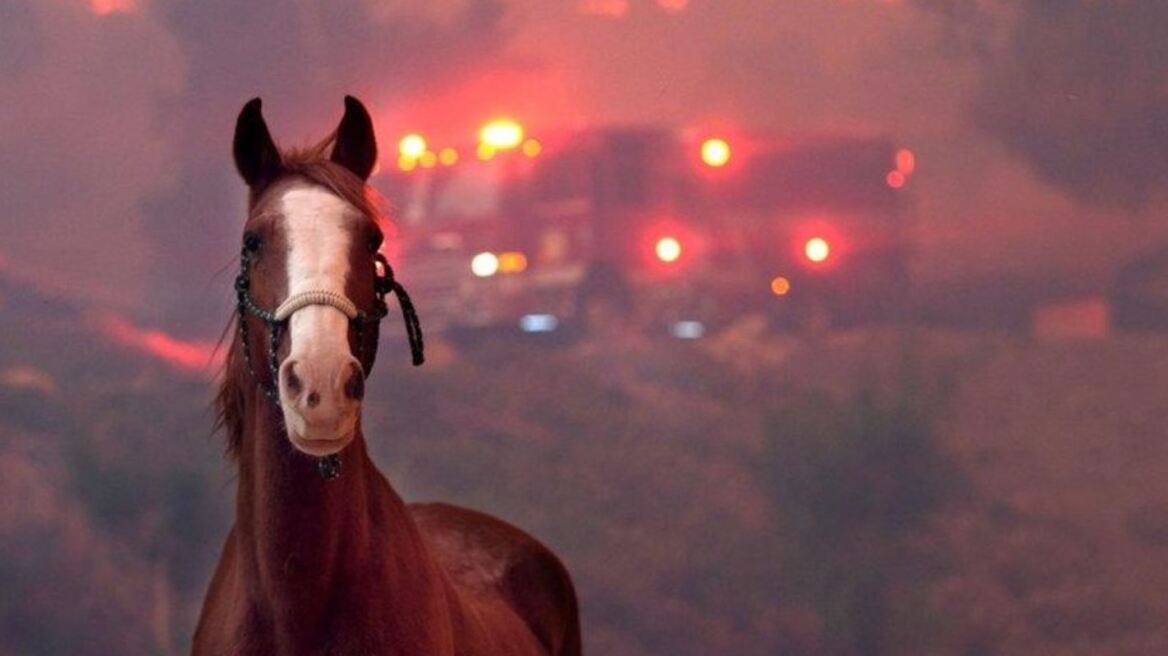 Άλογα, σκύλοι, κουνέλια: Τα άλλα θύματα των φονικών πυρκαγιών του Λος Άντζελες