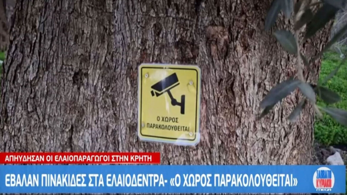 «Προσοχή τα λιόφυτα παρακολουθούνται»: Κρητικός παραγωγός έβαλε κάμερες στις ελιές (vid)