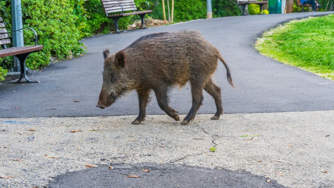 Τι πρέπει να κάνετε αν συναντήσετε στον δρόμο αγριογούρουνα