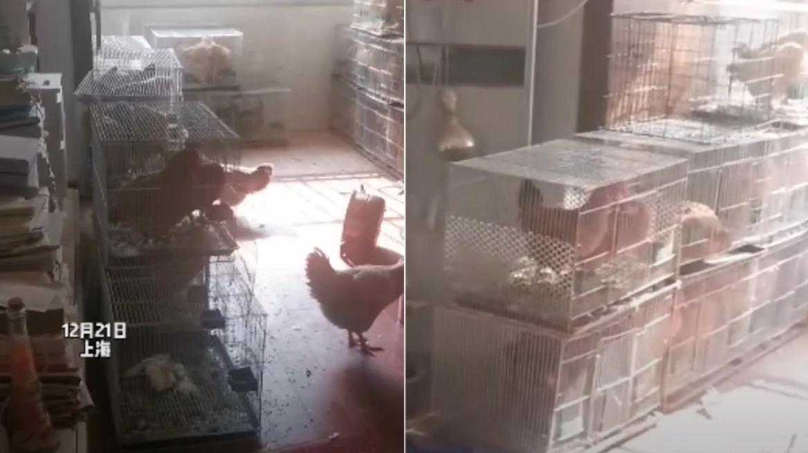 Ιδιοκτήτης έπαθε σοκ όταν γύρισε σπίτι του και το είδε να είχε μετατραπεί σε... κοτέτσι