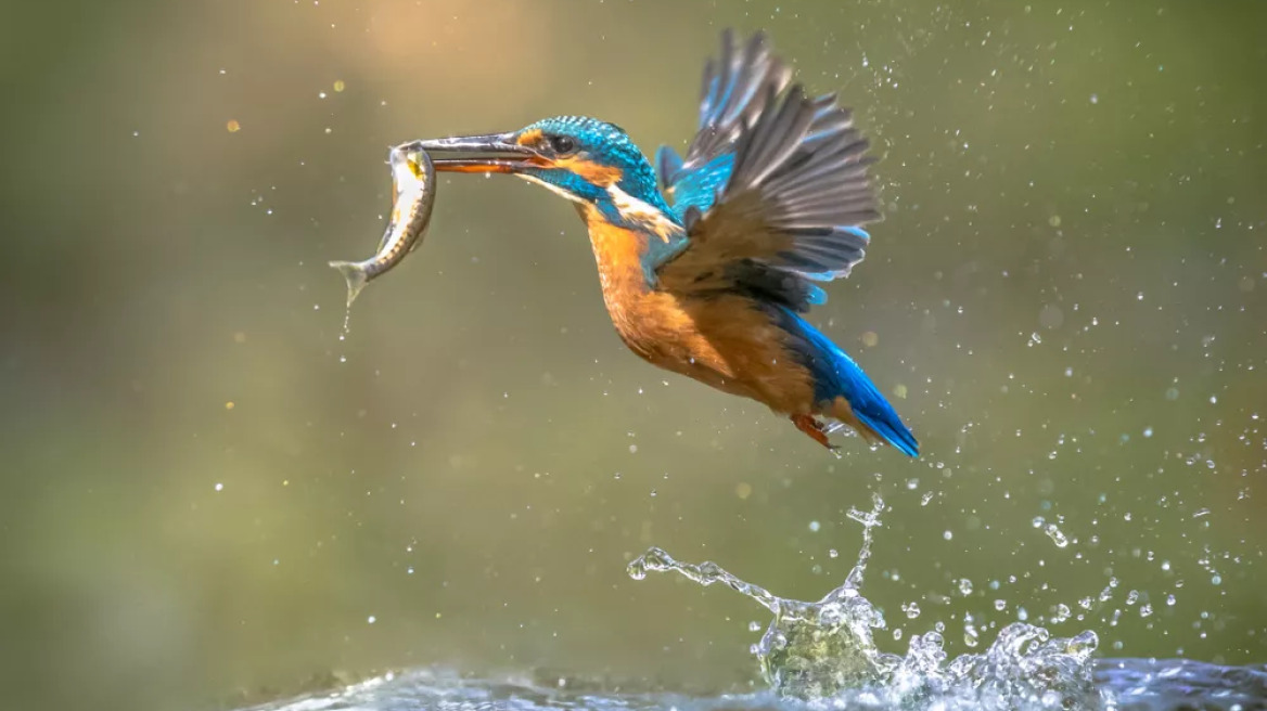 Όσα πρέπει να ξέρετε για την αλκυόνη και τις αλκυονίδες μέρες