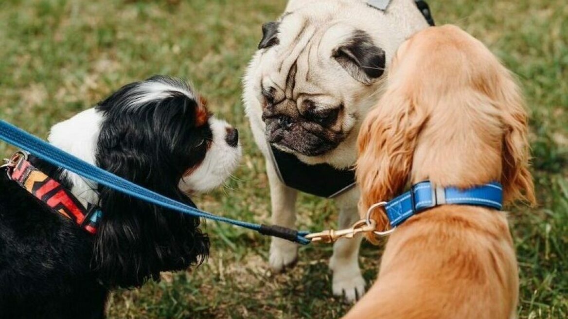 Τι πρέπει να έχετε στο μυαλό σας όταν επισκέπτεστε ένα πάρκο σκύλων