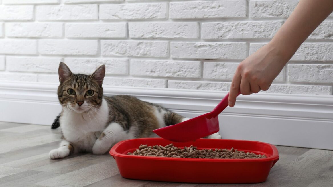 Οι καλύτερες άμμοι υγιεινής για τη γάτα σας