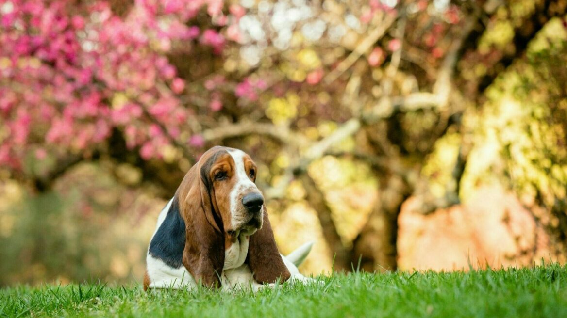 Οι σκύλοι με τα πιο μακριά αυτιά – Μάθετε σε ποιες φυλές ανήκουν