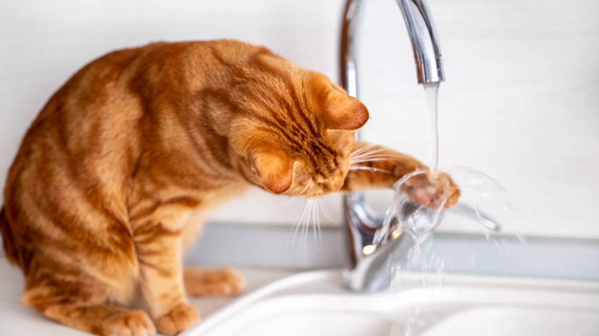 Δείτε πόσο νερό πρέπει να πίνει η γάτα σας – Πότε να ανησυχήσετε