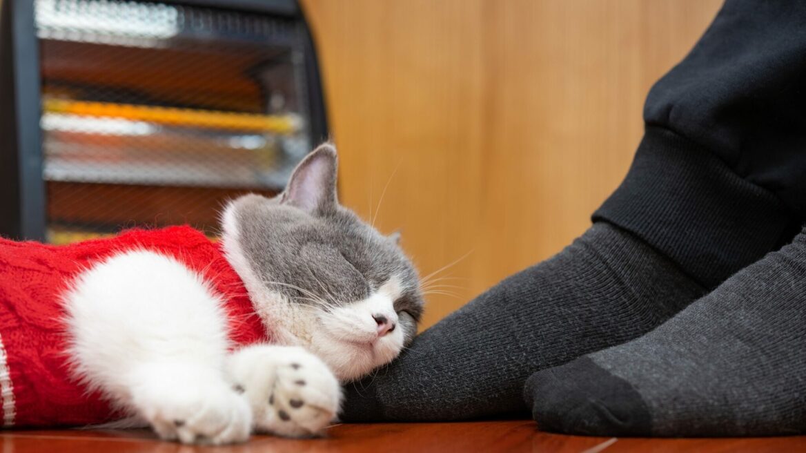 Βλέπετε τη γάτα σας να κοιμάται περισσότερο το χειμώνα; Μάθετε τι μπορεί να συμβαίνει