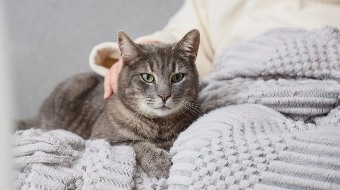 Αυτά είναι τα σημάδια που δείχνουν ότι η γάτα σας μεγαλώνει – Πώς να τη βοηθήσετε