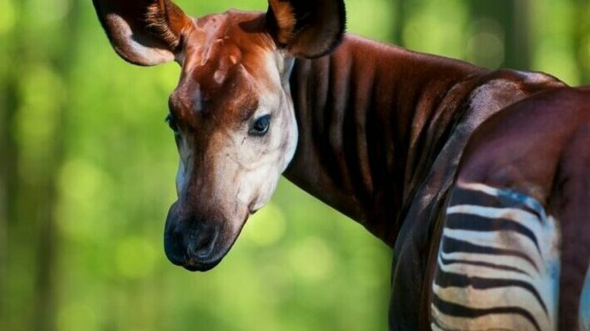 Αυτό είναι το πιο μυστηριώδες θηλαστικό στον κόσμο- Βγαλμένο από τους μύθους