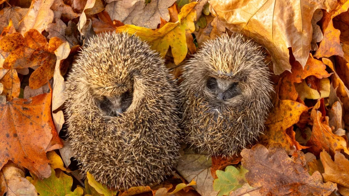 Ενδιαφέρουσες αλήθειες που ίσως δεν γνωρίζατε για τη χειμερία νάρκη που πέφτουν πολλά ζώα