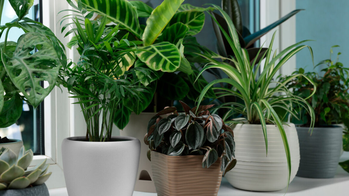 Πώς “μιλάμε” με τα φυτά μας χάρη στην τεχνητή νοημοσύνη