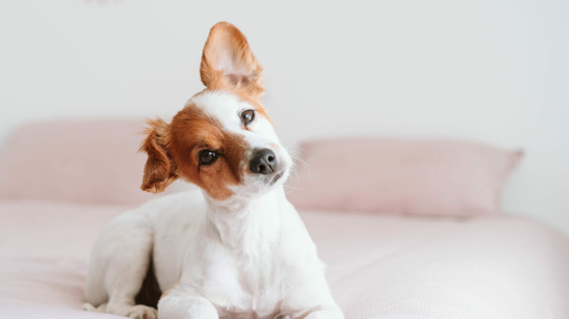 Ο λόγος που ο σκύλος σας σάς κοιτάει στα μάτια – Πότε να αποφεύγετε την οπτική επαφή