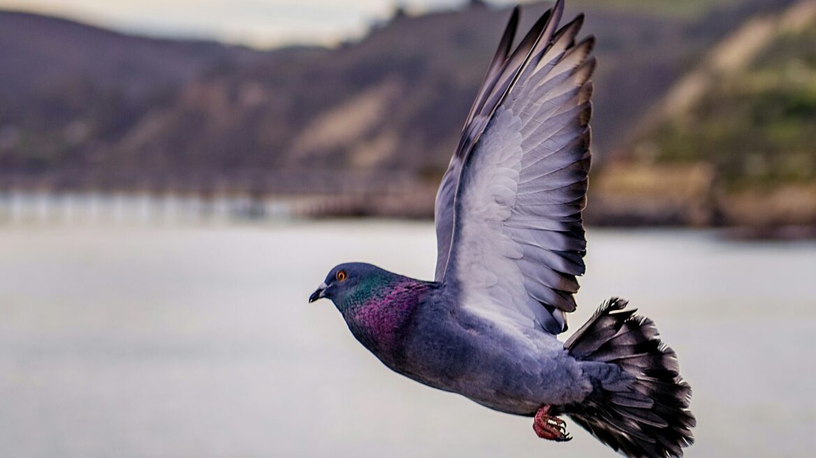 Άγνωστα πράγματα για τα τόσο έξυπνα αλλά παρεξηγημένα περιστέρια
