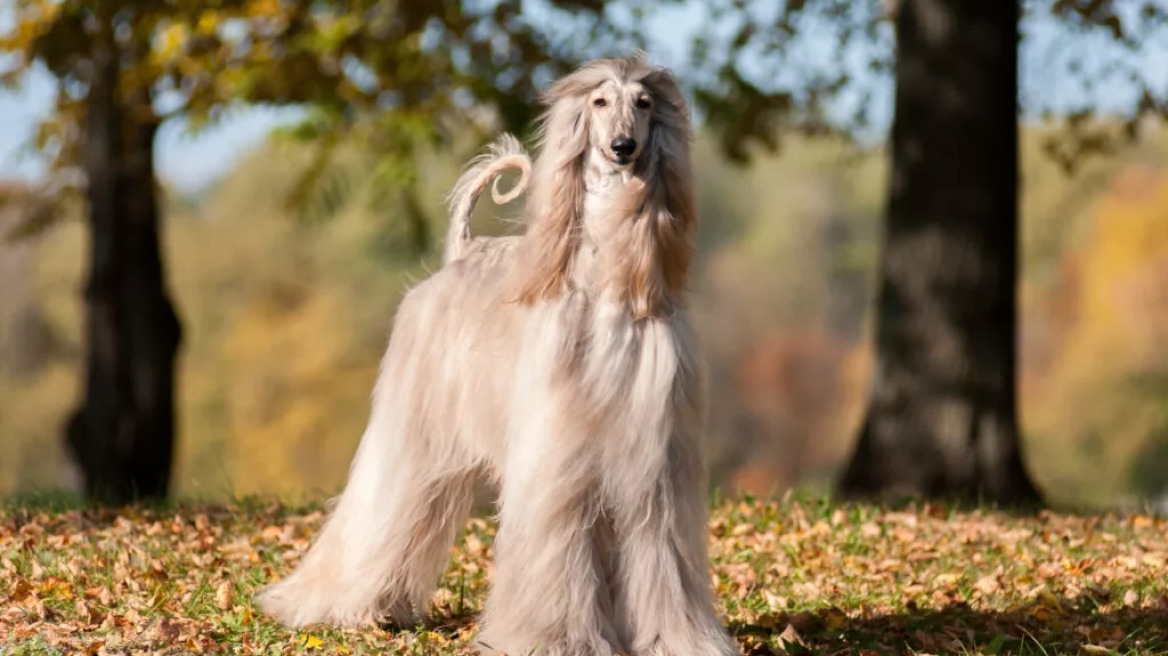 Όσα δεν γνωρίζατε για το απίθανο Αφγανικό κυνηγόσκυλο
