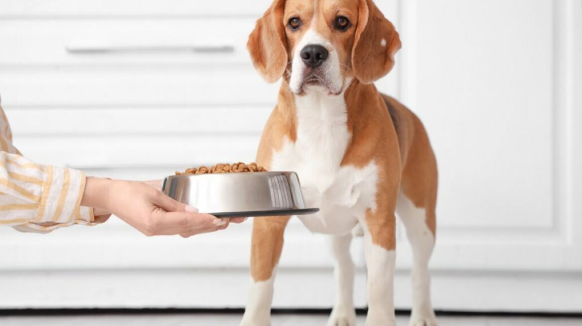 Υπάρχει η «τέλεια τροφή»; Η αλήθεια για τις τροφές των σκύλων