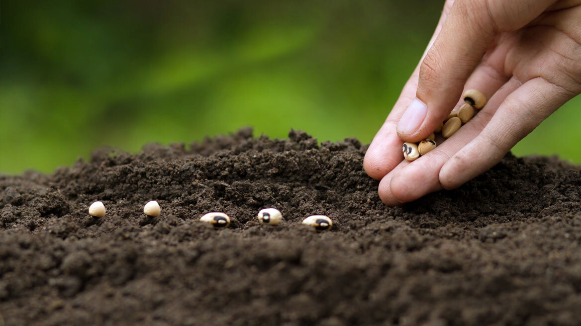 Μικροκαλλιέργεια: Πώς να φυτεύετε μικροσκοπικά λαχανικά στο σπίτι