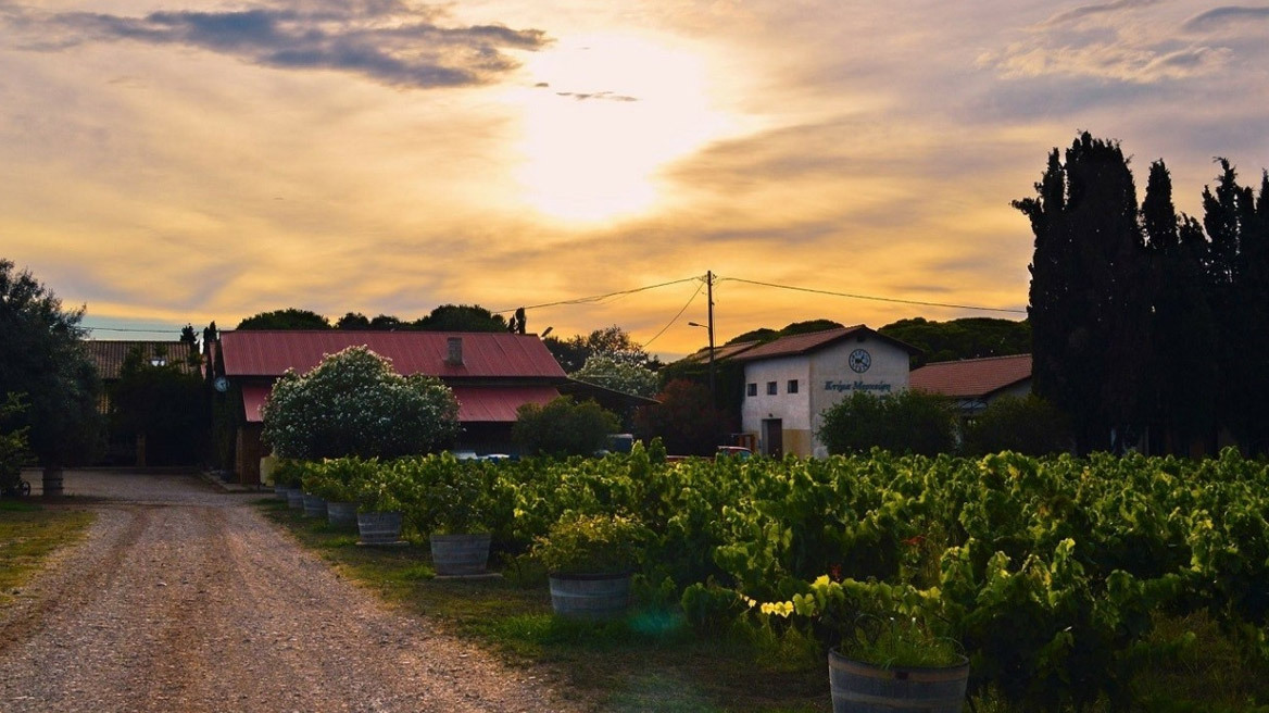 «Κτήμα Μερκούρη»: Οδεύουν στο ηλεκτρονικό σφυρί οι αμπελώνες και το οινοποιείο στην Ηλεία