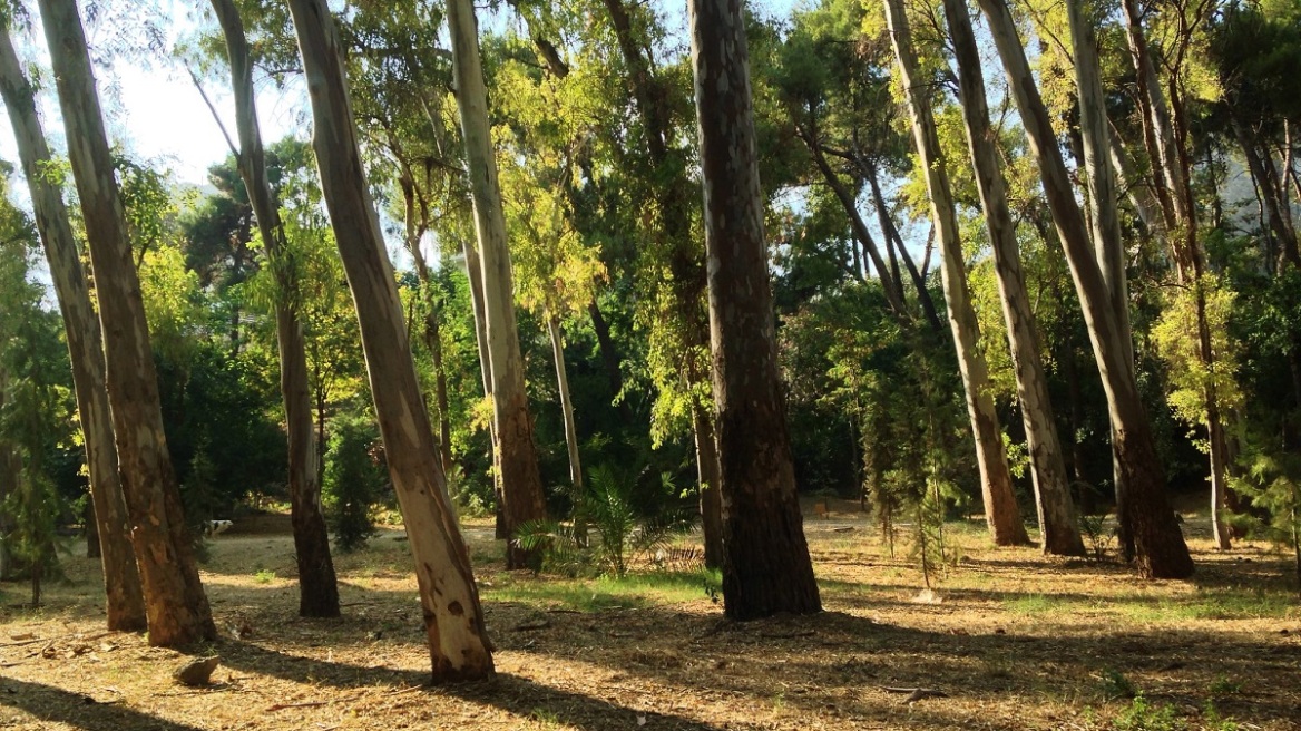 Ρεματιά Χαλανδρίου: Υποδέχεται σε ένα νέο φεστιβάλ επτά πολιτιστικούς οργανισμούς από όλη την Ευρώπη