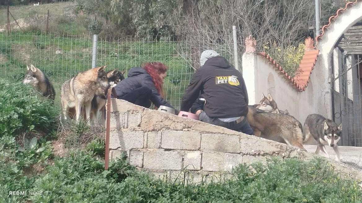 Η αλήθεια για την «αγέλη λύκων» που εμφανίστηκε στον Κουβαρά Αττικής