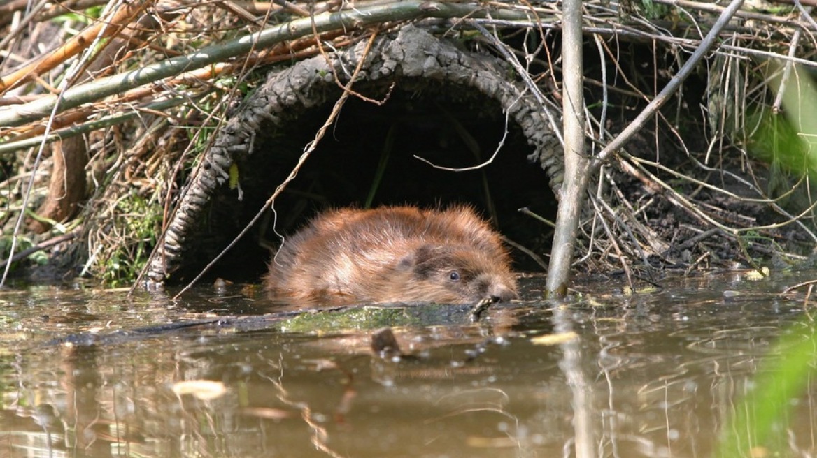 Κάστορες στην Τσεχία κατασκεύασαν φράγματα που οι Αρχές σχεδίαζαν για χρόνια