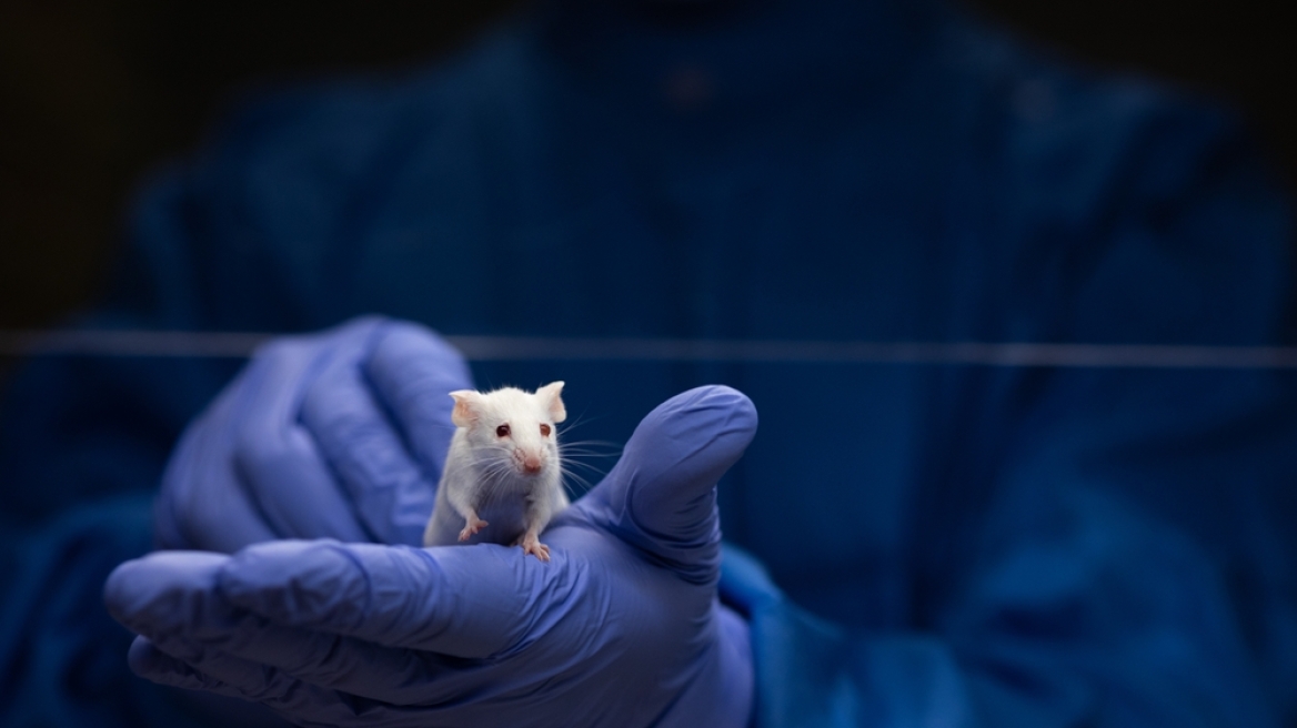 Το επαναλαμβανόμενο στρες προκαλεί αλλαγές στην αντίληψη των ήχων - Tι έδειξαν πειράματα με ποντίκια