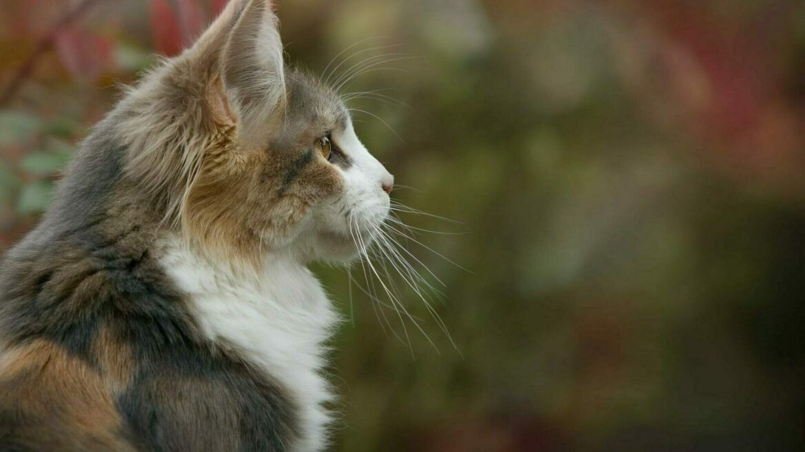 Η ευαίσθητη μύτη της γάτας – Γιατί αντιδράει σε κάποιες μυρωδιές