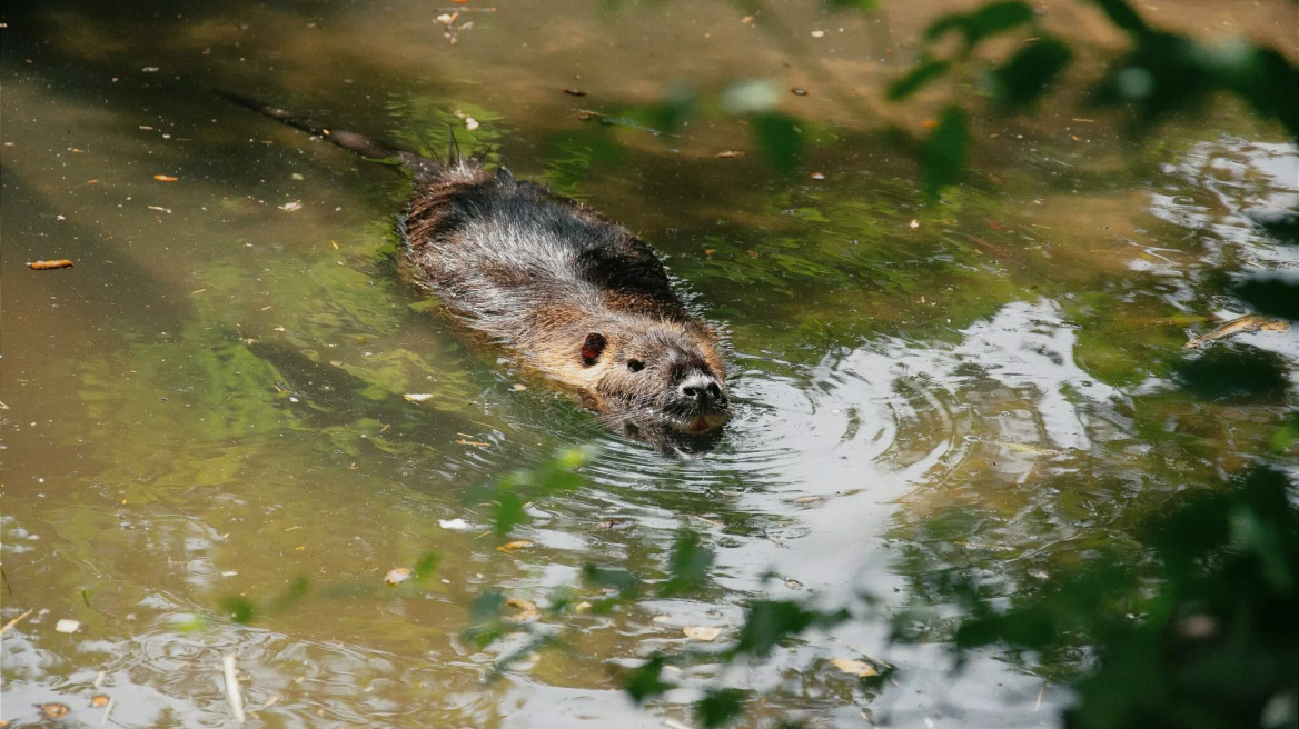 Πώς οι κάστορες νίκησαν τη γραφειοκρατία και βοήθησαν την οικονομία της Τσεχίας