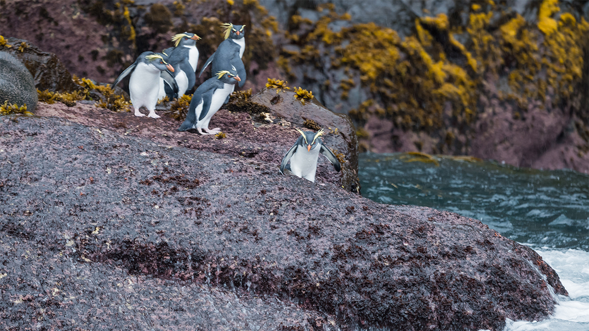 Τα πιο απομακρυσμένα νησιά του πλανήτη: Κατοικούνται μόνο από θαλασσοπούλια