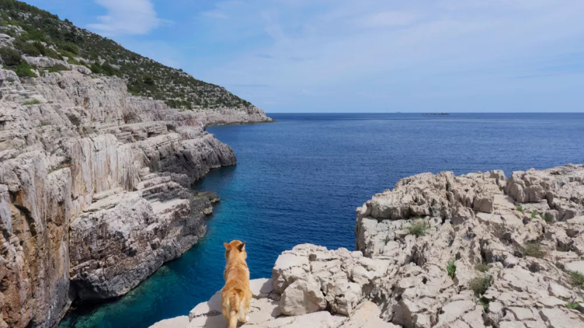 Όταν ο Άργος αναγνώρισε τον Οδυσσέα: Η αφοσίωση των σκύλων και τα μυστικά της μνήμης τους
