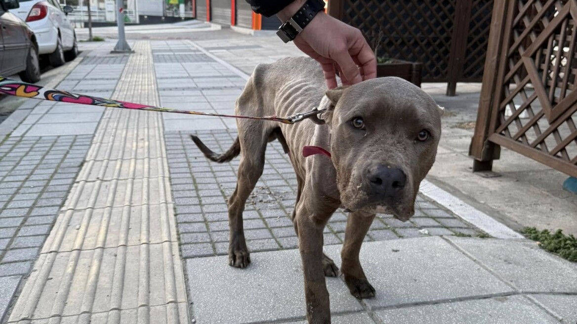 Μεγάλη συγκίνηση για τον Pablo, το Cane Corso, που βρέθηκε με κομμένα αυτιά στη Θεσσαλονίκη