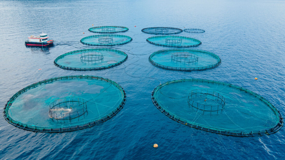 Η μεγάλη απόδραση: 27.000 σολομοί το «έσκασαν» από ιχθυοτροφείο