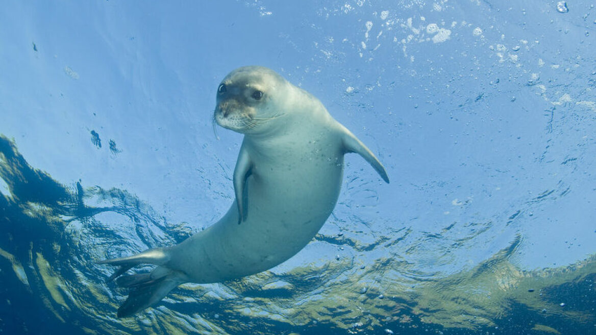Φώκιες Μονάχους Μονάχους: Ποιος είναι ο πραγματικός κίνδυνος που τις οδηγεί σε εξαφάνιση 
