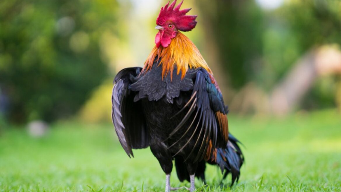 Κόκορας στην Αγγλία κακάρισε 76 φορές μέσα σε μία ώρα - Την πλήρωσε ο ιδιοκτήτης του με πρόστιμο 3.000 λιρών