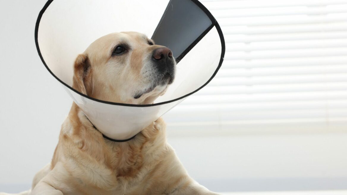 Πώς να φροντίσετε τον σκύλο σας μετά από μία επέμβαση