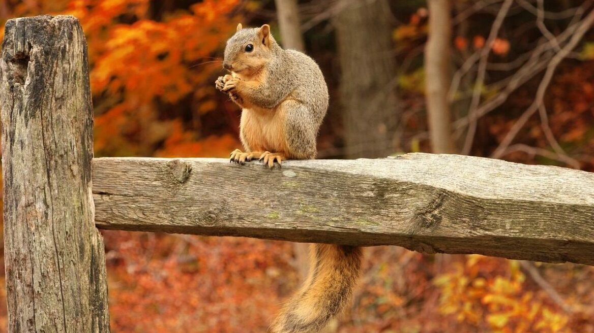 Σκίουροι, οι μεγαλύτεροι αναδασωτές της φύσης – Fun facts για τα μικρόσωμα τρωκτικά
