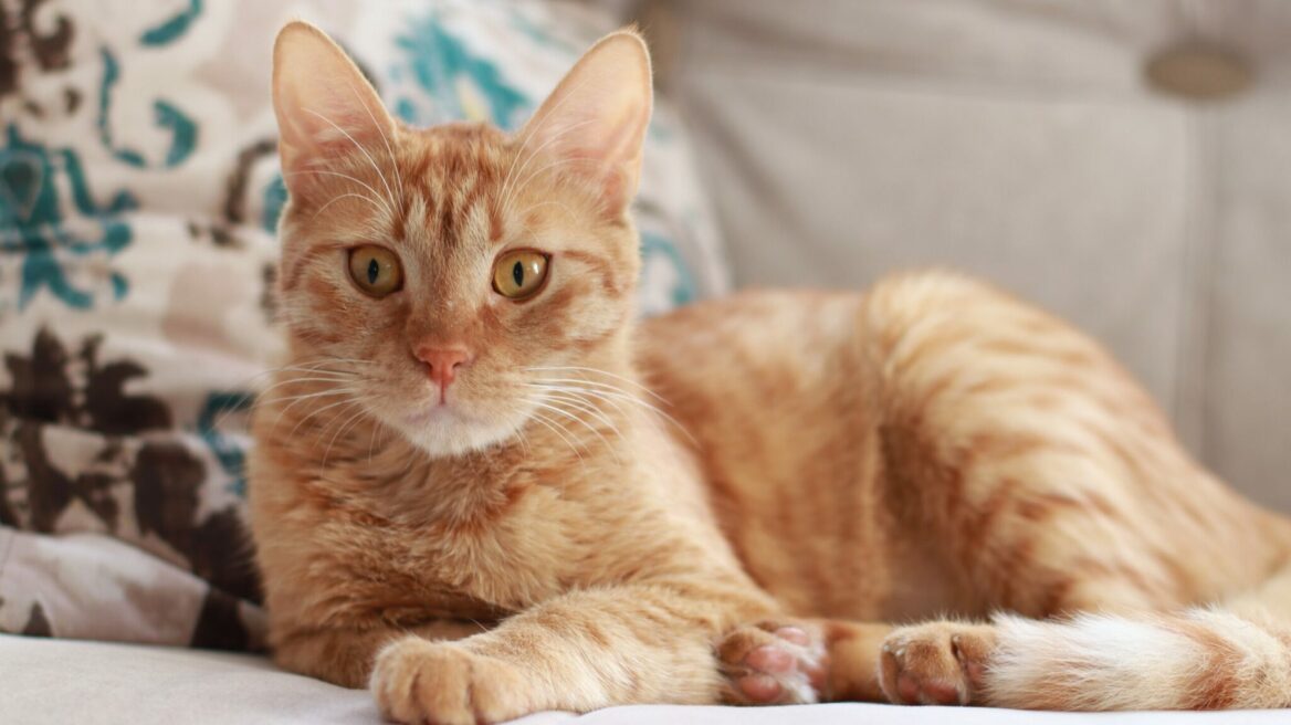 Σας αρέσουν οι πορτοκαλί γάτες; Όλα όσα πρέπει να γνωρίζετε για αυτές