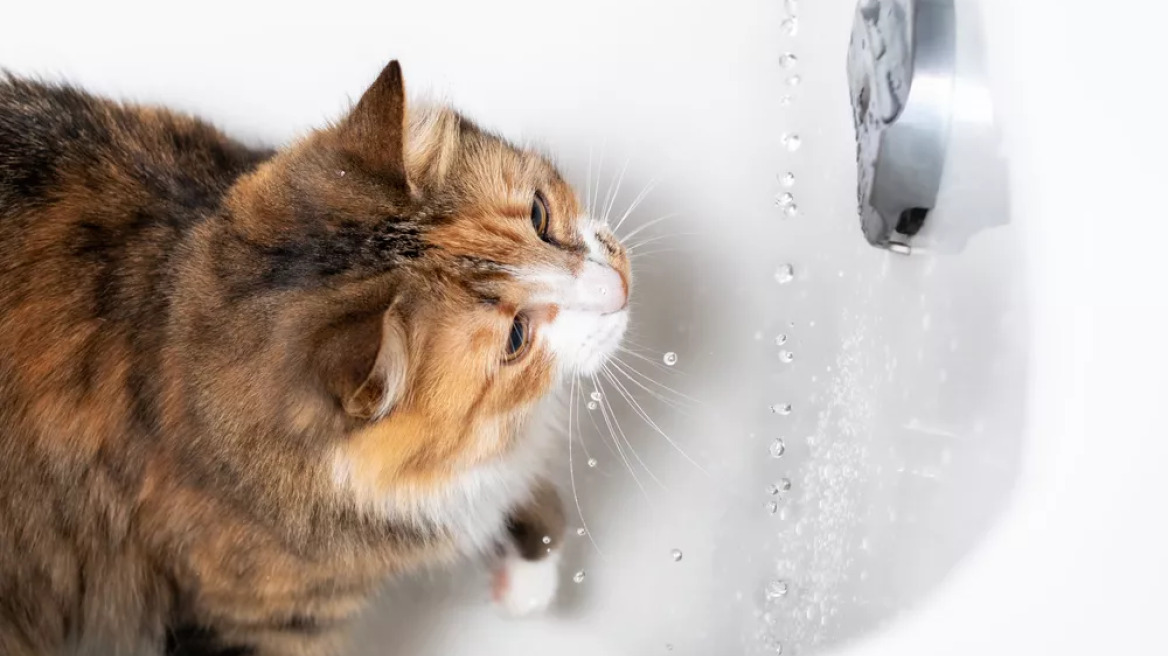 Ο λόγος που η γάτα σας πηγαίνει τουαλέτα στην μπανιέρα