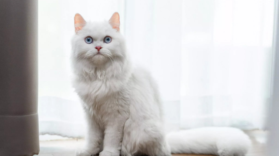 Τι θα μπορούσε να σημαίνει η εμφάνιση μιας λευκής γάτας στα όνειρά σας