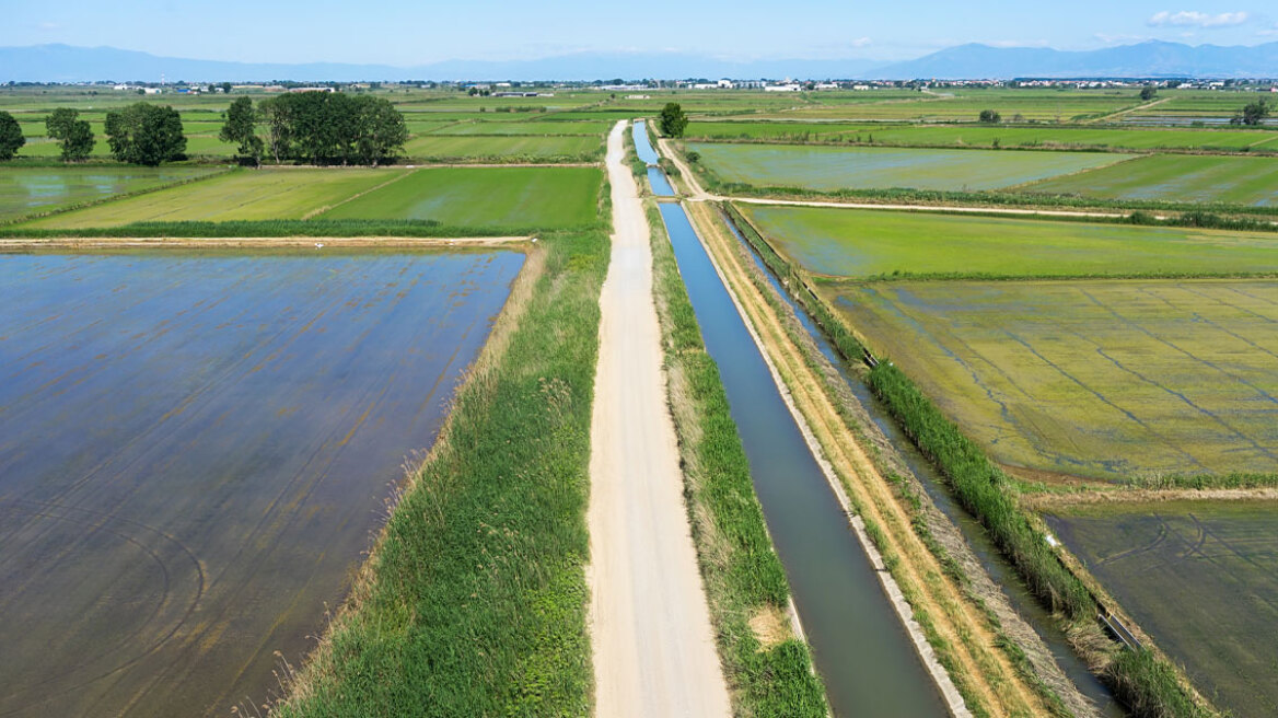 Τρίτη ευρωπαϊκή «δύναμη» η Ελλάδα στη ρυζοκαλλιέργεια - Εξάγονται τα 2/3 της παραγωγής